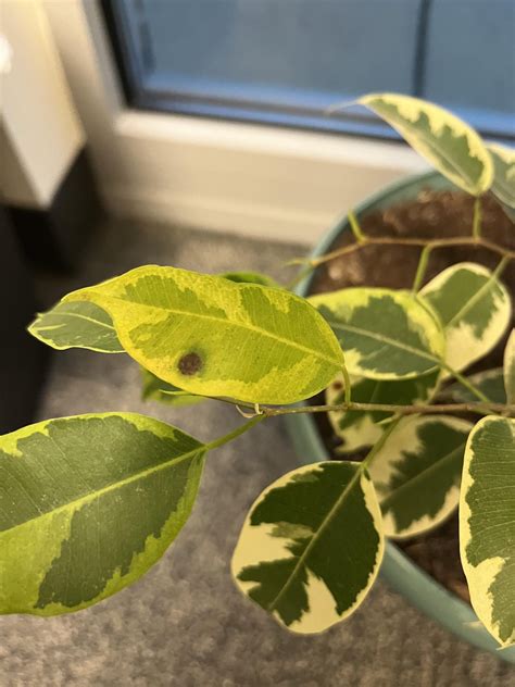 What are these spots on my weeping fig? : r/plantclinic