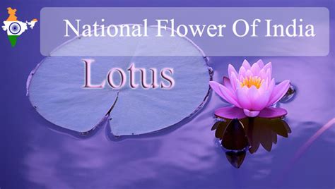 National Flower Of India | Lotus | RitiRiwaz