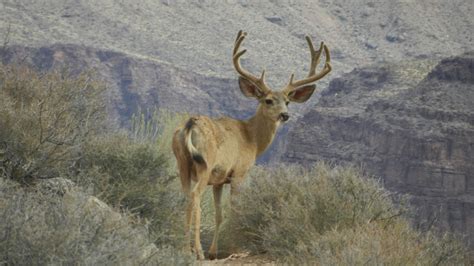 Mule Deer - Grand Canyon National Park (U.S. National Park Service)