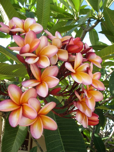 some pink and yellow flowers on a tree