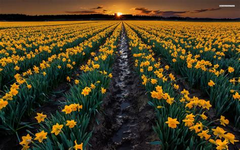 🔥 [40+] Field of Daffodils Wallpapers | WallpaperSafari