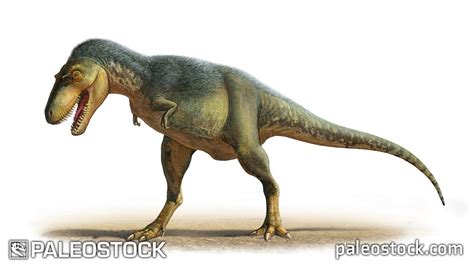 Gorgosaurus libratus figure stock image – Studio 252MYA