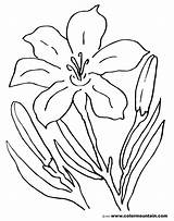 Tiger Lily Coloring Pages At GetColoringscom  Free Printable sketch template