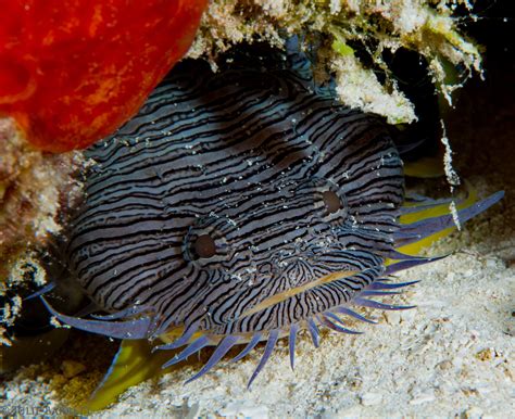 Splendid Toadfish | Underwater fish, Fish pet, Scuba diving photography