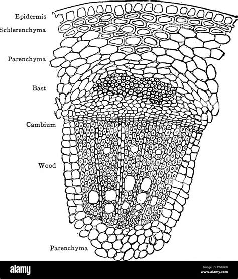 . Pharmaceutical botany. Botany; Botany, Medical. Fig. 8.—Transverse section "of central part of ...