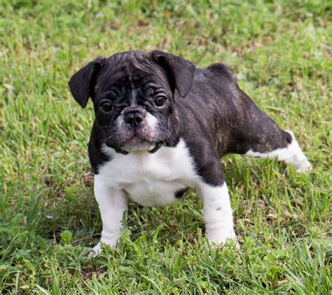 French Bulldog Puppies - Pet Adoption and Sales