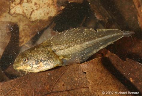 Wood Frog Tadpoles