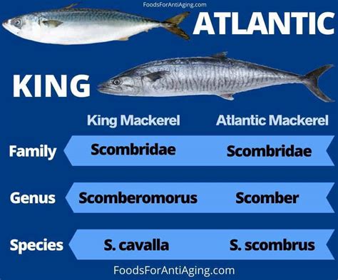 King Mackerel vs Mackerel: What’s The Difference? We Compare