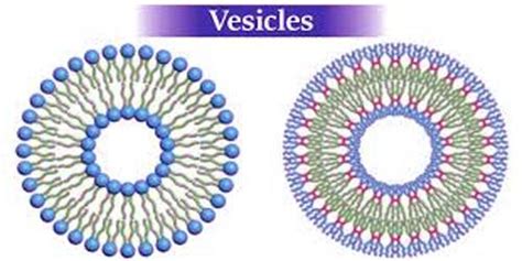 Vesicle Definition - QS Study