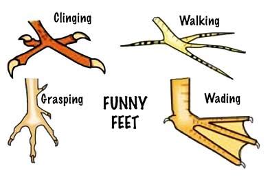 bird feet clipart - Clip Art Library