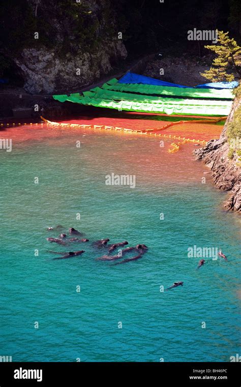 Dolphins swim in a sealed off area known as "killer cove" in Taiji ...