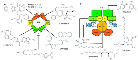 Scheme of acetyl-CoA carboxylase (ACC) (A) and fatty-acid synthase ...