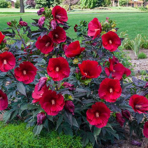 Hibiscus Midnight Marvel - Shrub | Spring Hill Nurseries in 2020 | Hibiscus plant, Hardy ...