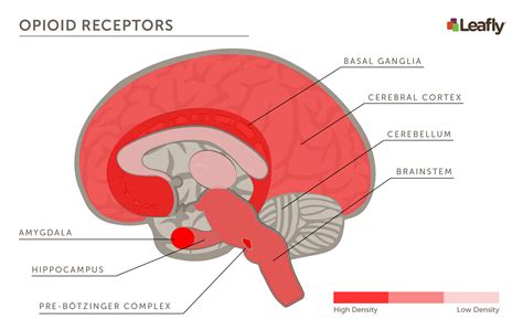 IS IT POSSIBLE TO OVERDOSE ON CANNABIS? – YourCannaLife