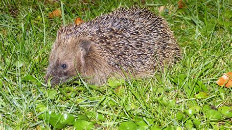 European Hedgehog | MarkEisingBirding