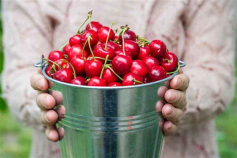 The 6 Best Cherry Picking Tools for Cherry Harvesting - Minneopa Orchards