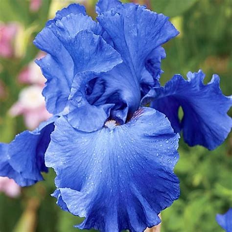 Blue Iris