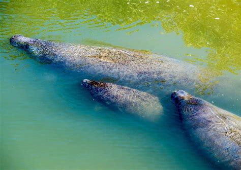 Manatee Behavior - AnimalBehaviorCorner