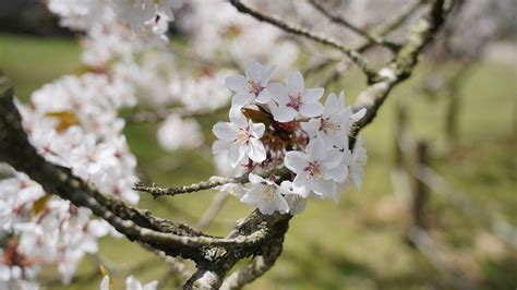 Cherry Blossom Flowers Jeju Island - Free photo on Pixabay - Pixabay