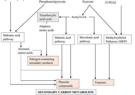 A simplified general overview of the biosynthetic pathways involved in... | Download Scientific ...