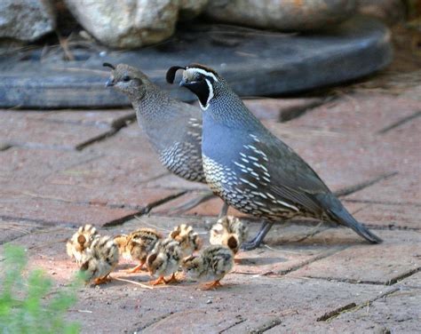 California Quail (have a large "extended family" of quail that hang out in the backyard year ...