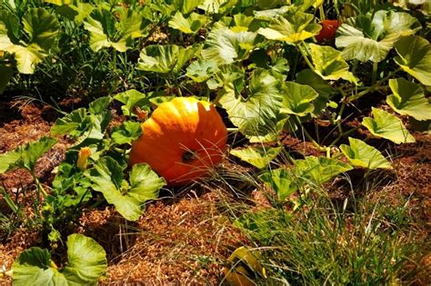 Cinderella Pumpkin On The Vine Cinderella Pumpkins Growing On The Vine Almost Ready For ...