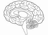 Brain Diagram Coloring Page Sketch sketch template