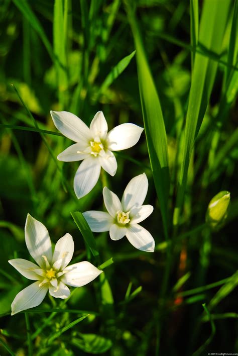 White Flowers – FREEBigPictures.com