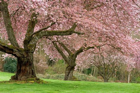 USA, Washington, Bremerton. Cherry trees in springtime bloom. - Stock Photo - Dissolve