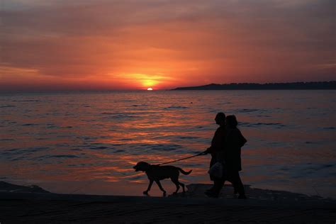 Silhouette of Couple Walking Dog at Sunset · Free Stock Photo