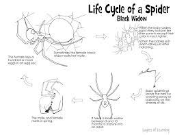 Chelicerata - General Characteristics