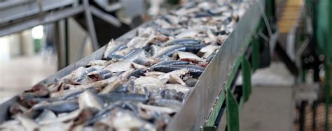 Seafood Processing Wastewater Treatment | JWC Environmental