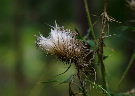 Premium Photo | Burdock plant