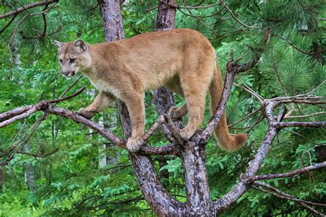 photoscope: Mountain Lion,or Cougar in natural habitat 2014