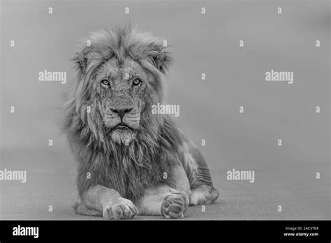 Angry lion Black and White Stock Photos & Images - Alamy