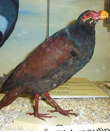 Pigeon feared extinct found in Samoa | Stuff.co.nz