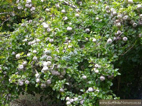 Gardenia thunbergia | Kumbula Indigenous Nursery