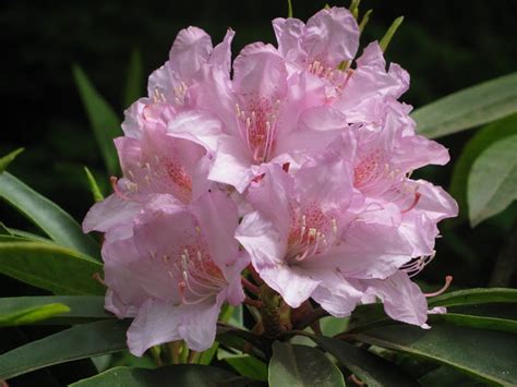 Rhododendron: The Official Flower of Washington State | Rhododendron ...