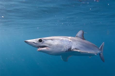 Pacific Shortfin Mako | California Sea Grant