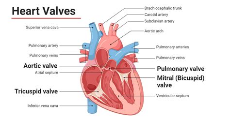 Heart Valves: Types, Structure, Functions, Diseases