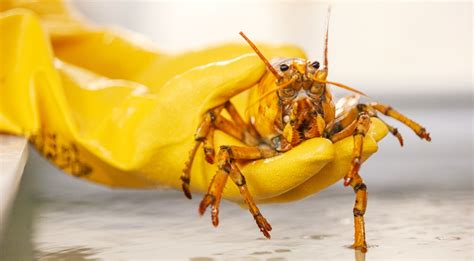 “1 in 30 million” Yellow Lobster Donated To Marine Science Center ...