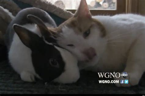 Cat and Rabbit, Best Friends Forever: Top Videos Of The Week (VIDEOS)