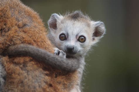 baby lemur | Baby lemur, Baby animals, Cool pets