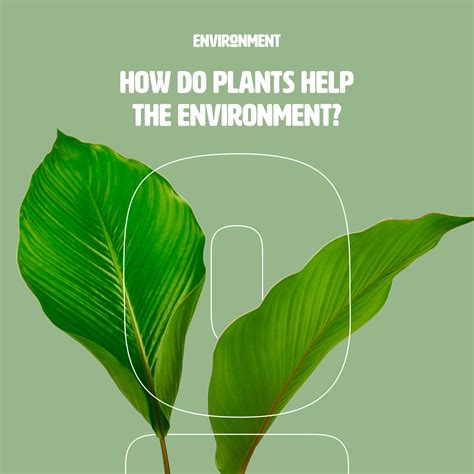 How Do Plants Help the Environment? - Environment Co