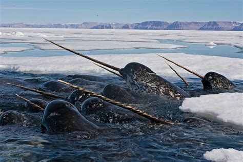 Narwhal - WWF Arctic