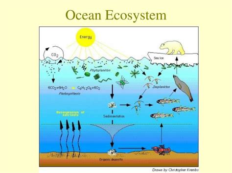 Ocean Ecosystem Diagram