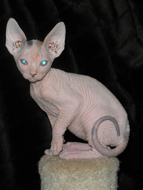 Cute Sphynx Kittens Photos