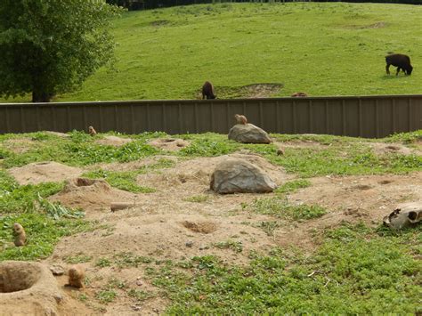 7/3/2015 - Prairie Dog Habitat w/ Bison View - ZooChat