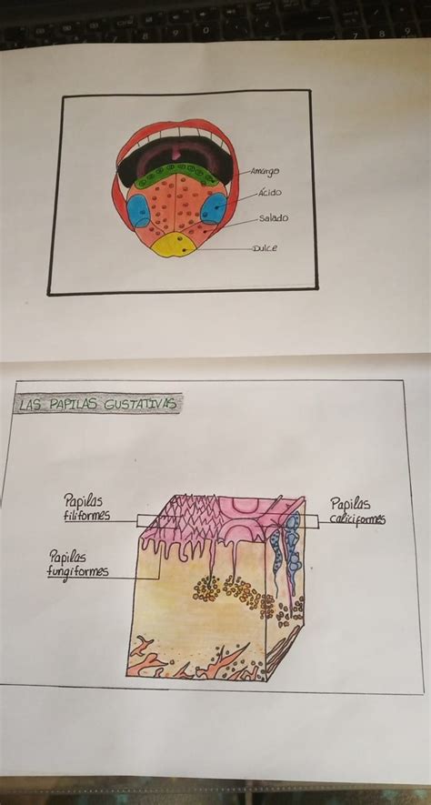 Las papilas gustativas !!... - Dibujos de Medicina