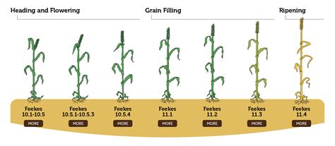 Wheat Growth Stages